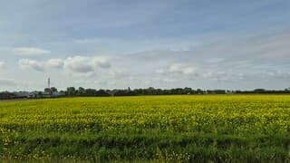 Mooi veld koolzaad