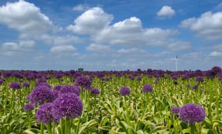 Allium oftewel Sierui in bloei