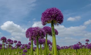 Allium oftewel Sierui in bloei.