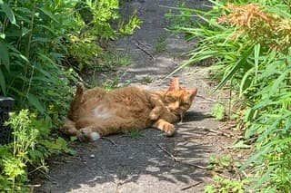 Poes geniet van de zon