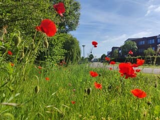 Rood wit blauw. Beetje sluierbewolking.