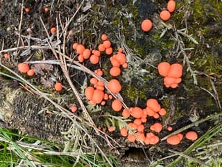 Zwammen in het voorjaar 