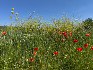 Zonnig, 25 gr. blauwe lucht