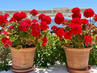 Tropisch op Mallorca.