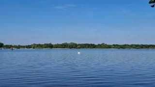 Strakblauwe lucht met in midden zwaan met jonge zwaantjes