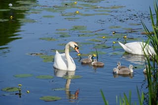 Familie knobbelzwaan 