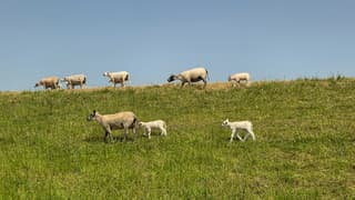 Schapen en lammetjes op de zeedijk