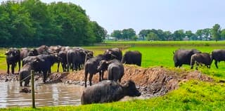 Waterbuffels zoeken verkoeling.