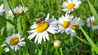 Warme zomerdag. Zweefvlieg op margrieten