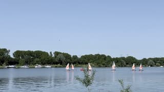 Zeilbootjes op de Maasplas