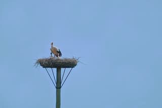ooievaarsnest in brandende zon, snaveltjes allemaal open.