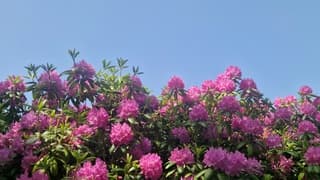 Rododendrons in Sassenheim 