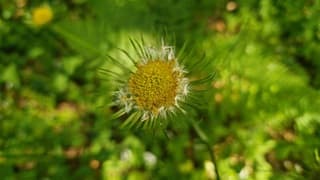 Weegbreezonnebloem 