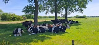 Koeien zoeken verkoeling in Friesland 