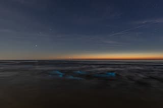zeevonk Ameland 25-05-2026