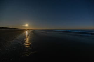 zeevonk Ameland 25-05-2026