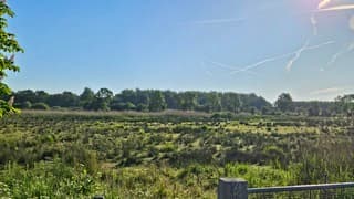 Ganzen, jong en oud