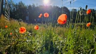 Bloemen vangen zonlicht 