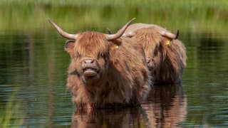 De Schotse Hooglanders zoeken ook verkoeling met deze hete dagen.