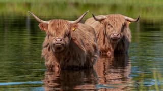 De Schotse Hooglanders zoeken ook verkoeling met deze hete dagen.