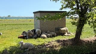 Heet voor ongeschoren schapen schaduw 