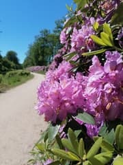 De rhododendron  in bloei 