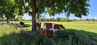 Verkoeling