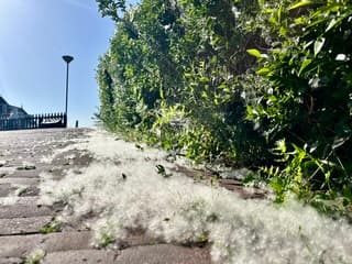 “Sneeuw” van de pollen