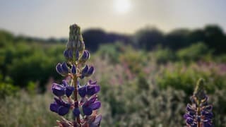 Lupine met dauwdruppeltjes