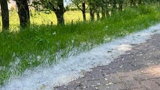 Pollen 