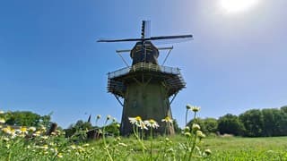 Zon straalt boven molen met kamille in Vilsteren