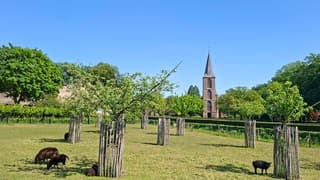 Nauwelijks schaduw voor de lammetjes