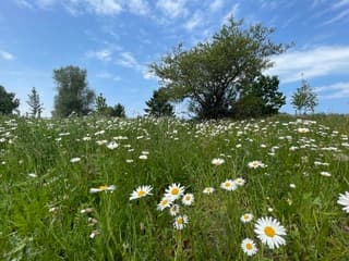 Margrietjes in bloei