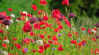 Voorjaarsbloemen 