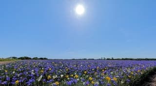 Mooie irissen bloemen velden in het zonnetje.