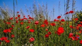 Rood en blauw