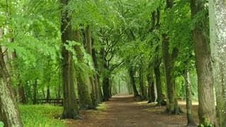 Knalgroen 