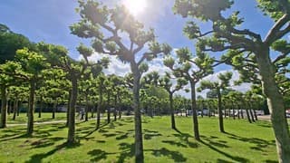 De zon schijnt hier volop boven deze aparte bomen in Bentheim