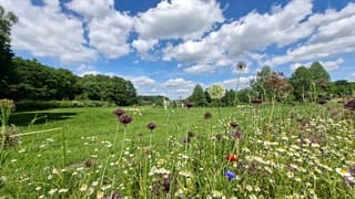 Mix van blauwe lucht en stapelwolken en gekleurde bloemen