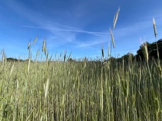 Korenveld 