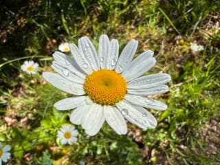 Dauwdruppeltjes