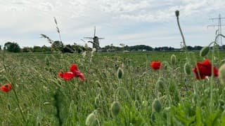 De zon wordt getemperd door hoge bewolking