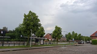 honden kop 