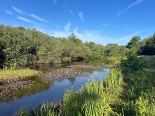 Waterlelies in de duinen van Oostvoorne