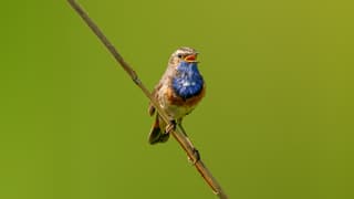 Blauwborst 1