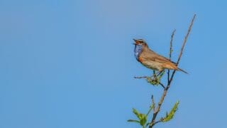 Blauwborst 2