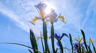 De Iris bloemvelden staan mooi in het zonnetje.
