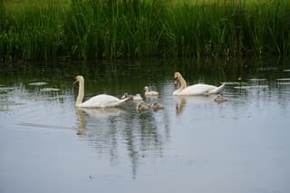 Familie Knobbelzwaan 