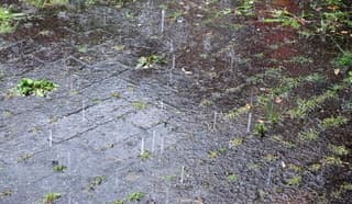 Pittige regen