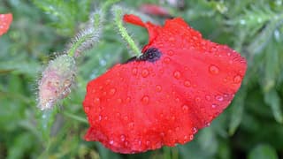 Klaproos in de regen 